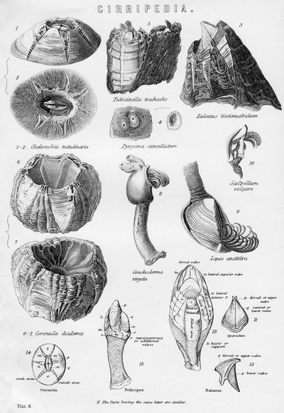 Cirripedia, 19ème siècle - Unbekannt