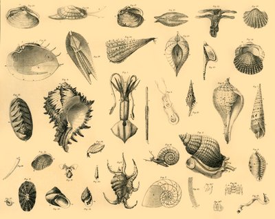 Mollusques, vers 1910 - Unbekannt