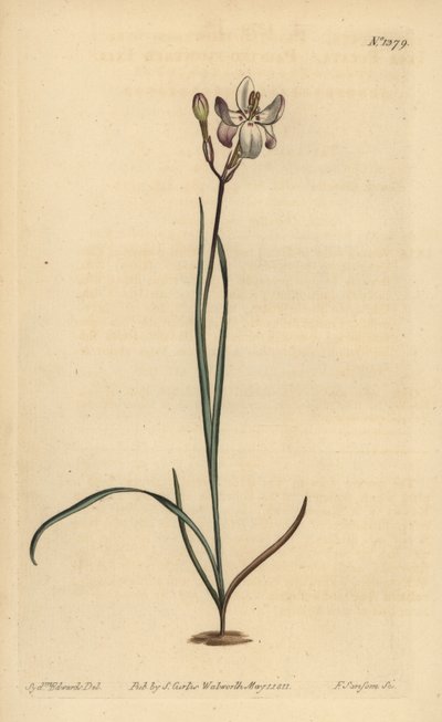 Ixia peinte, Ixia fucata - Unbekannt