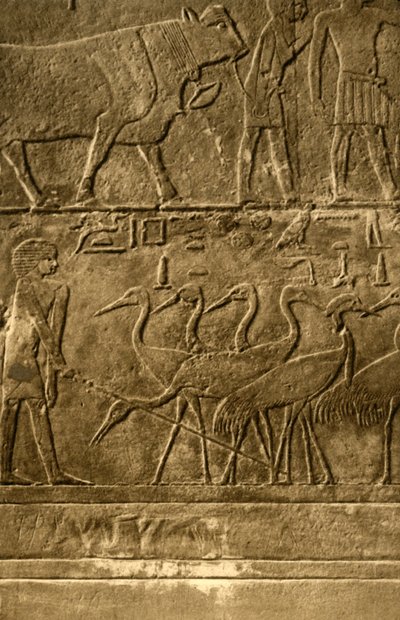 Saqqara - Peintures murales de la tombe de Ti - Unbekannt