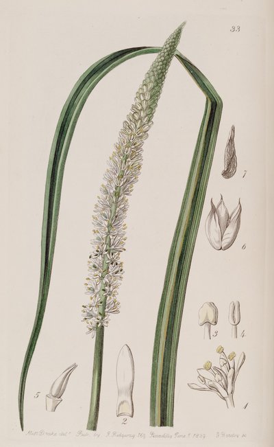 Schoenocaulon officinale - Unbekannt