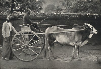 Chariot zébu singhalais, 1926 - Unbekannt