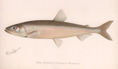 Le Smeet Osmerus Mordax, vers 1920 - Unbekannt