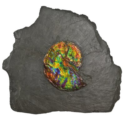 Un grand ammonite irisé, du Canada - Unbekannt