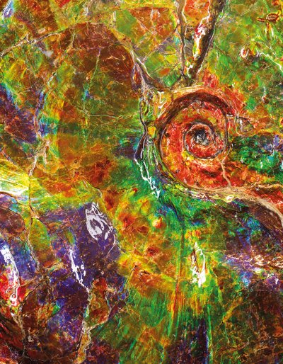 Un grand ammonite iridescent, du Canada - Unbekannt