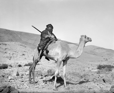 Bédouin à dos de chameau, vers 1936 (photo en noir et blanc) - Unbekannt