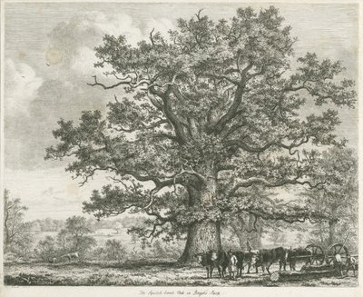 Blithfield - Squitch-bank Oak - Unbekannt