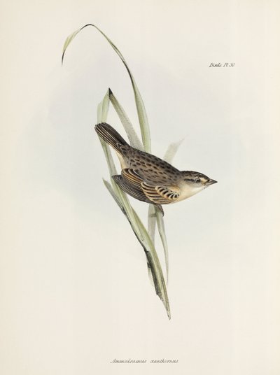 Moineau ou pinson, vers 1832-1836 - Unbekannter Künstler