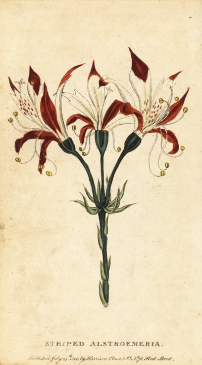 Alstroemeria rayée, Alstroemeria ligtu, 1800 - Unbekannter Künstler