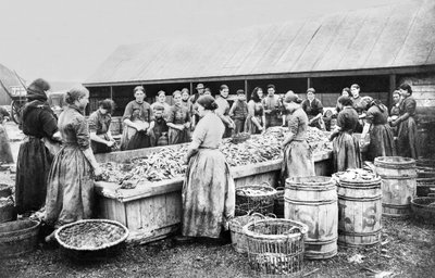 Royaume-Uni : Femmes écaillant des harengs. Aberdeen, vers 1880 - Unbekannt