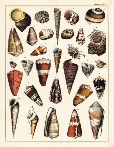 Variétés de coquillages, mollusques., 1841 - Unbekannter Künstler