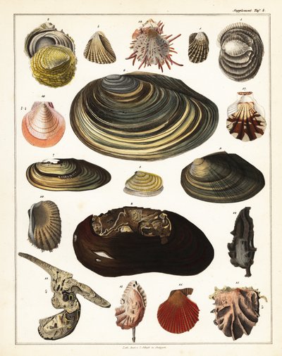 Variétés de coquillages, mollusques, 1841 (lithographie) - Unbekannter Künstler