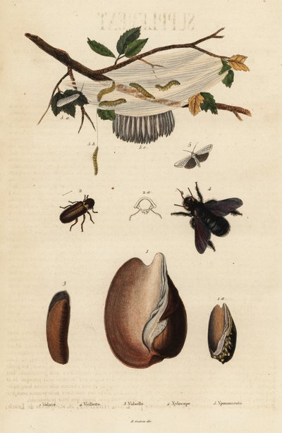 Volute, coléoptère, abeille charpentière et papillon de nuit - Unbekannter Künstler