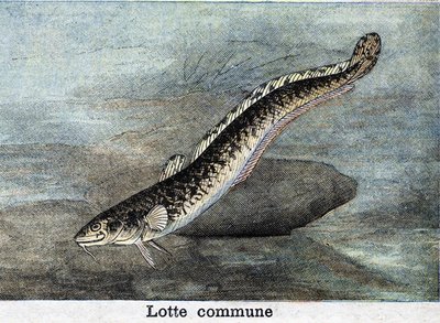 Gravure de la Lotte commune de 1898 - Unknown artist