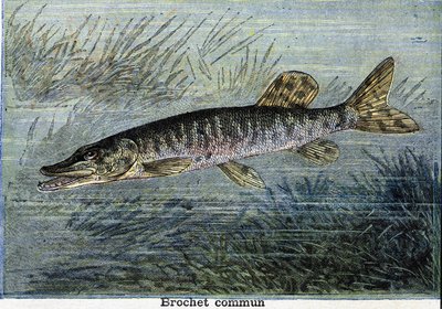 Brochet commun. Gravure de 1897 - Unknown artist