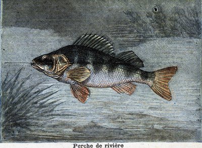 Perche de rivière. Gravure de 1897 - Unknown artist