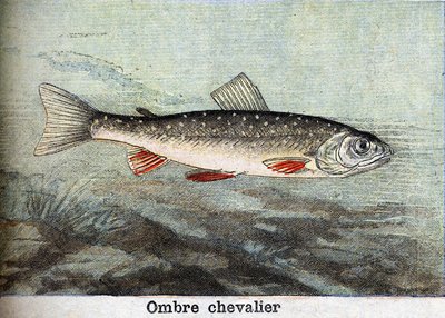 Chevalier de l