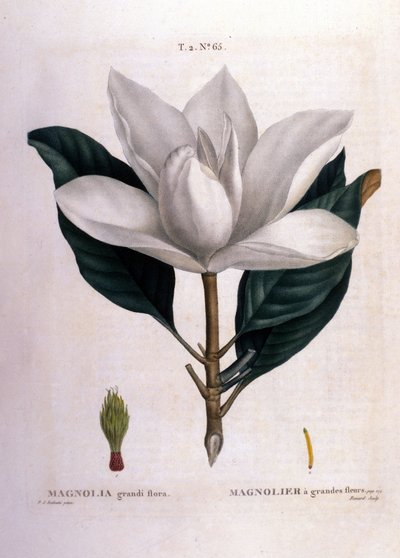 Planche botanique : Magnolia. - Unknown artist