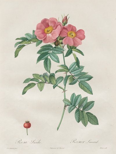 Les Roses : Rosa Lucida - Unknown artist