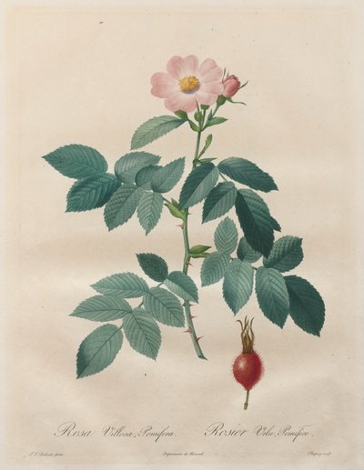 Les Roses: Rosa villosa, pomifera - Unknown artist