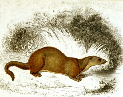 Loutre - gravure en couleur. Gravure du 19e siècle. - Unknown artist