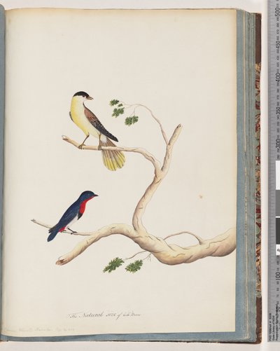 Page 70. 1. Oiseau non identifié. Fauvette à bonnet - Unknown artist