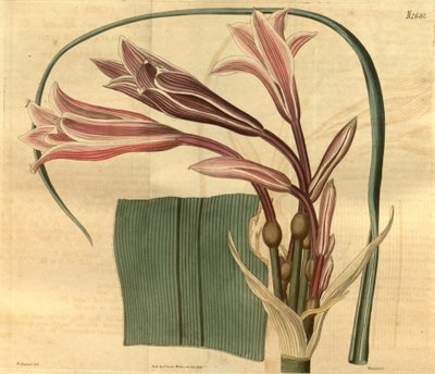 Crinum bulbispermum - W. Herbert