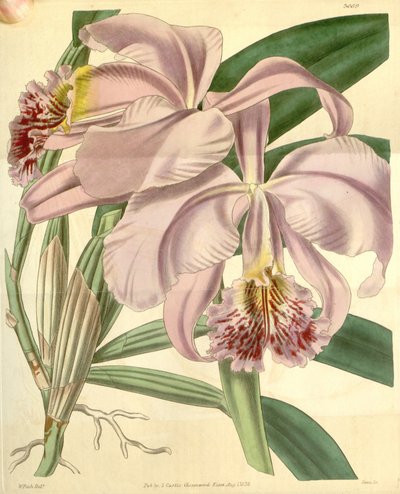 Cattleya mossiae - Walter Hood Fitch