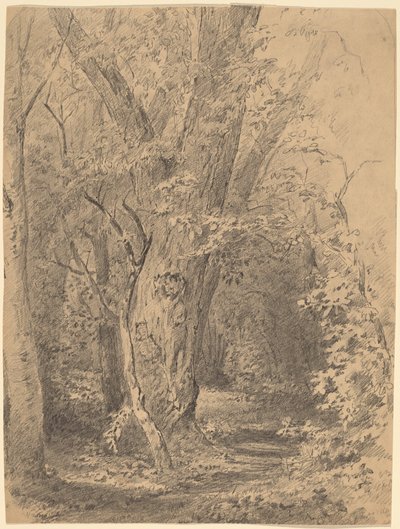 Arbre et feuillage - Walter Shirlaw