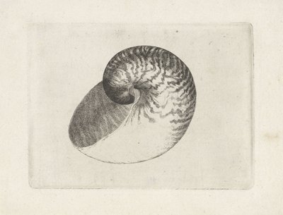 Coquille, nautilus pompilius - Wenceslaus Hollar