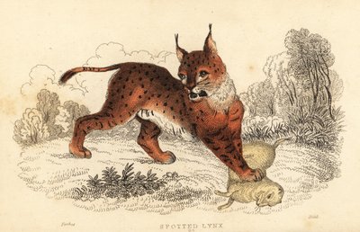 Lynx eurasien, Lynx lynx, 1834 - William Alexander Forbes