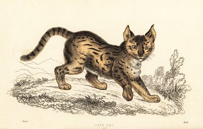 Serval, Leptailurus serval (gravure) - William Alexander Forbes