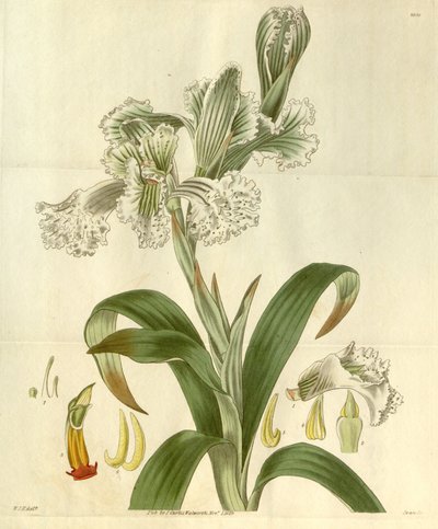 Chloraea bletioides - William Jackson Hooker