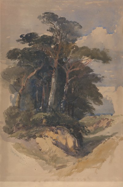 Pins sur Hampstead Heath - William James Muller