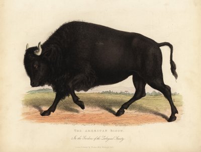 Bison américain ou buffle, Bison bison - William Smellie