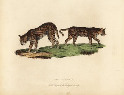 Ocelot, Leopardus pardalis - William Smellie