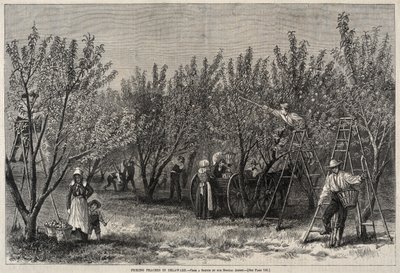 Cueillette de pêches dans le Delaware - Winslow Homer