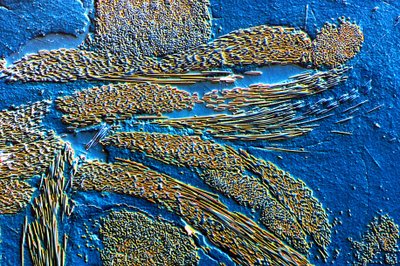 Fibre de carbone PMC dans une matrice époxy - Frederick (attr. to) Barnard