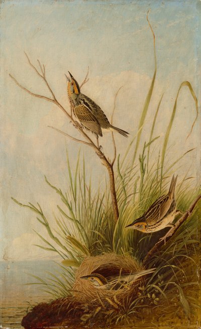 Bruant à queue pointue - after John James Audubon Joseph Bartholomew Kidd