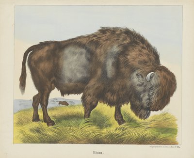 Bison - firma Joseph Scholz