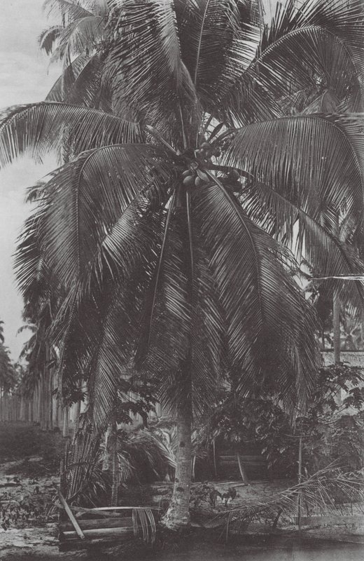 Singapour : Cocotier - (after) English photographer