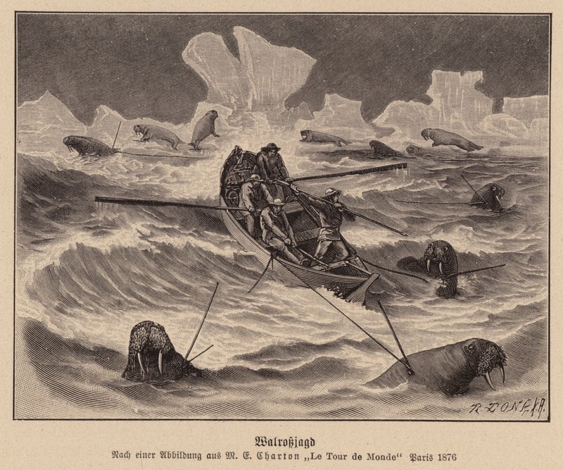 Chasse au morse (gravure) - (after) French School