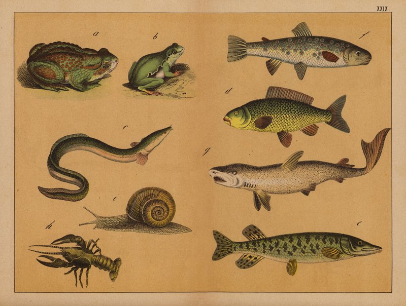 Amphibiens, mollusques et poissons - (after) German School