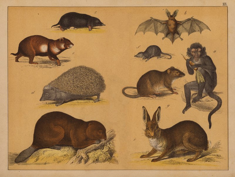 Animaux - (after) German School