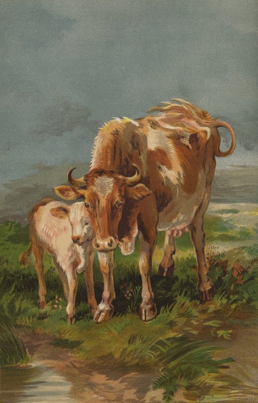 Vache et veau d