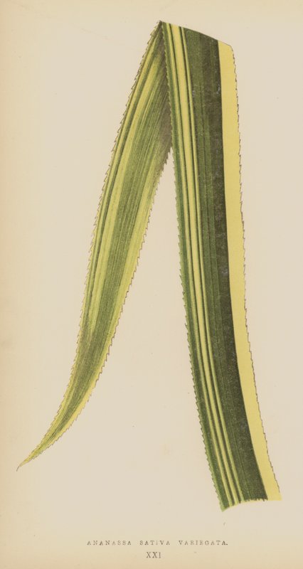 Ananassa Sativa Variegata - English School