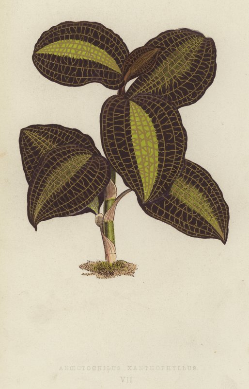 Anoectochilus Xanthophyllus - English School