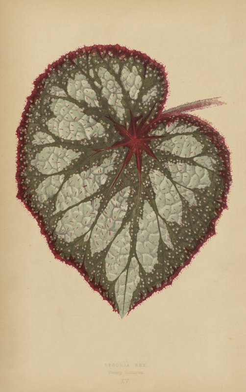 Bégonia Rex, variété Nebulosa - English School