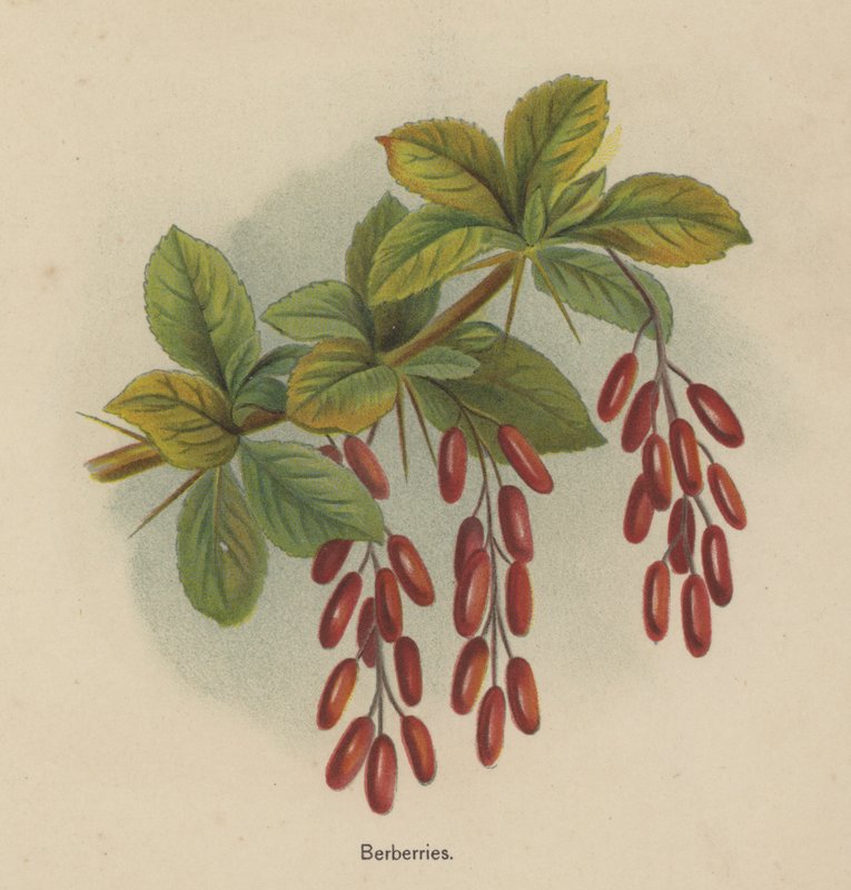 Berberries - English School