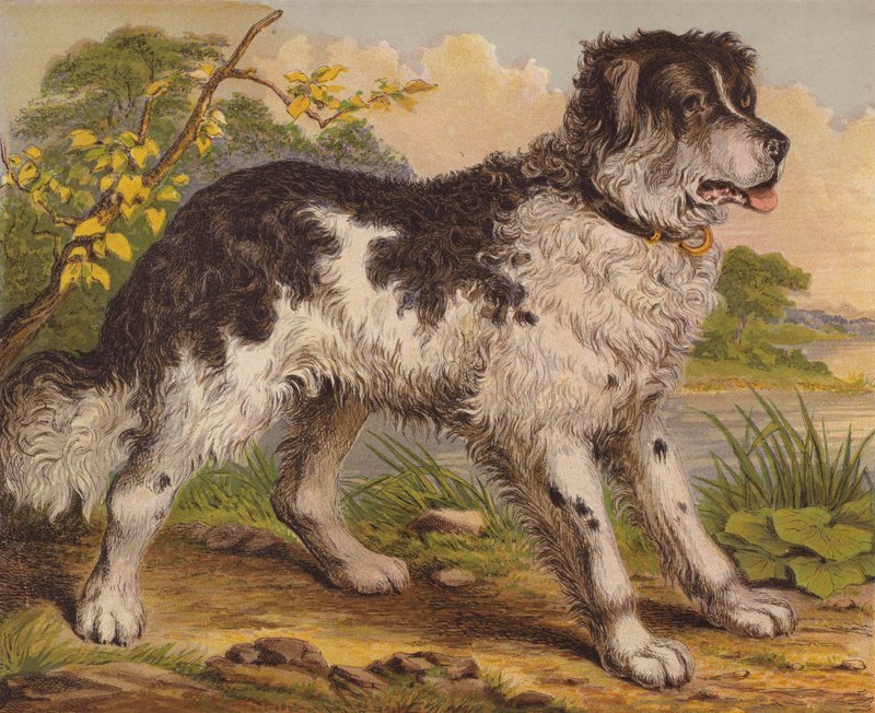 Grands chiens - English School